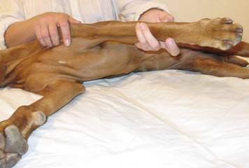 shoulderstraightplane.jpg
